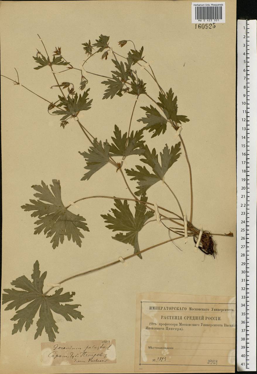 Geranium palustre L., Eastern Europe, Lower Volga region (E9) (Russia)