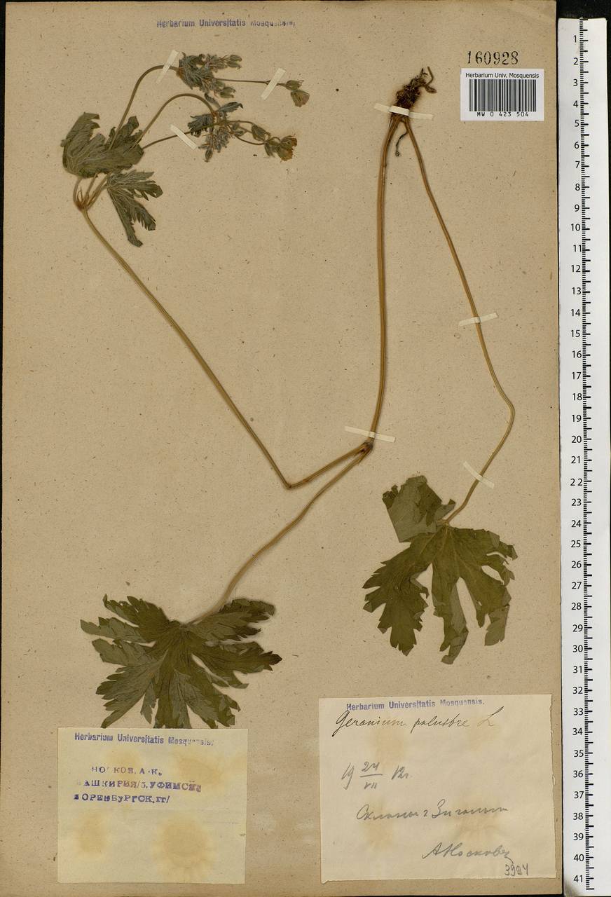 Geranium palustre L., Eastern Europe, Eastern region (E10) (Russia)