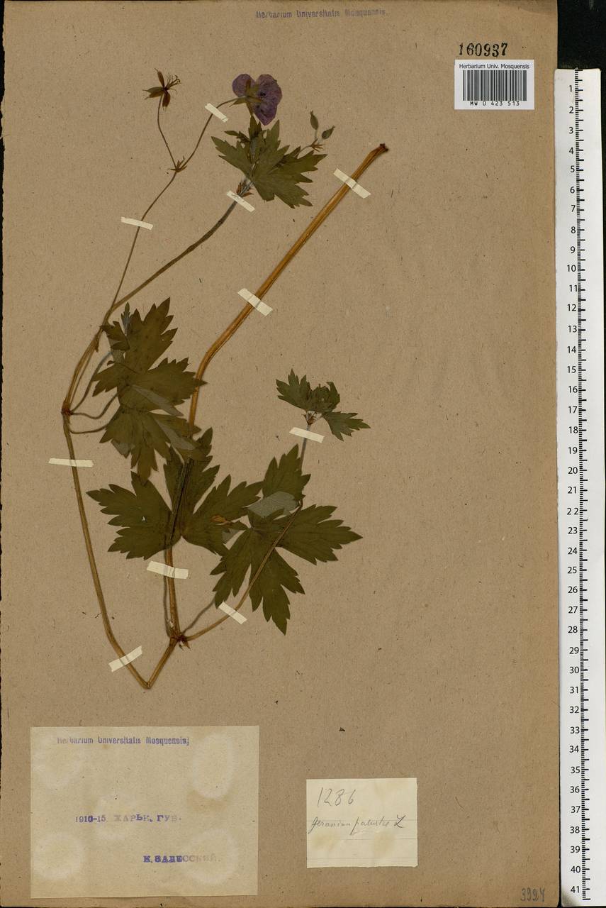 Geranium palustre L., Eastern Europe, North Ukrainian region (E11) (Ukraine)