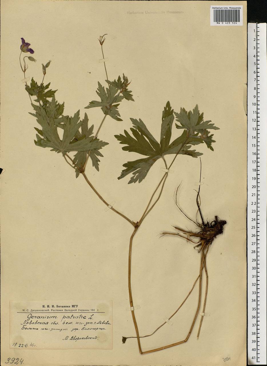 Geranium palustre L., Eastern Europe, West Ukrainian region (E13) (Ukraine)