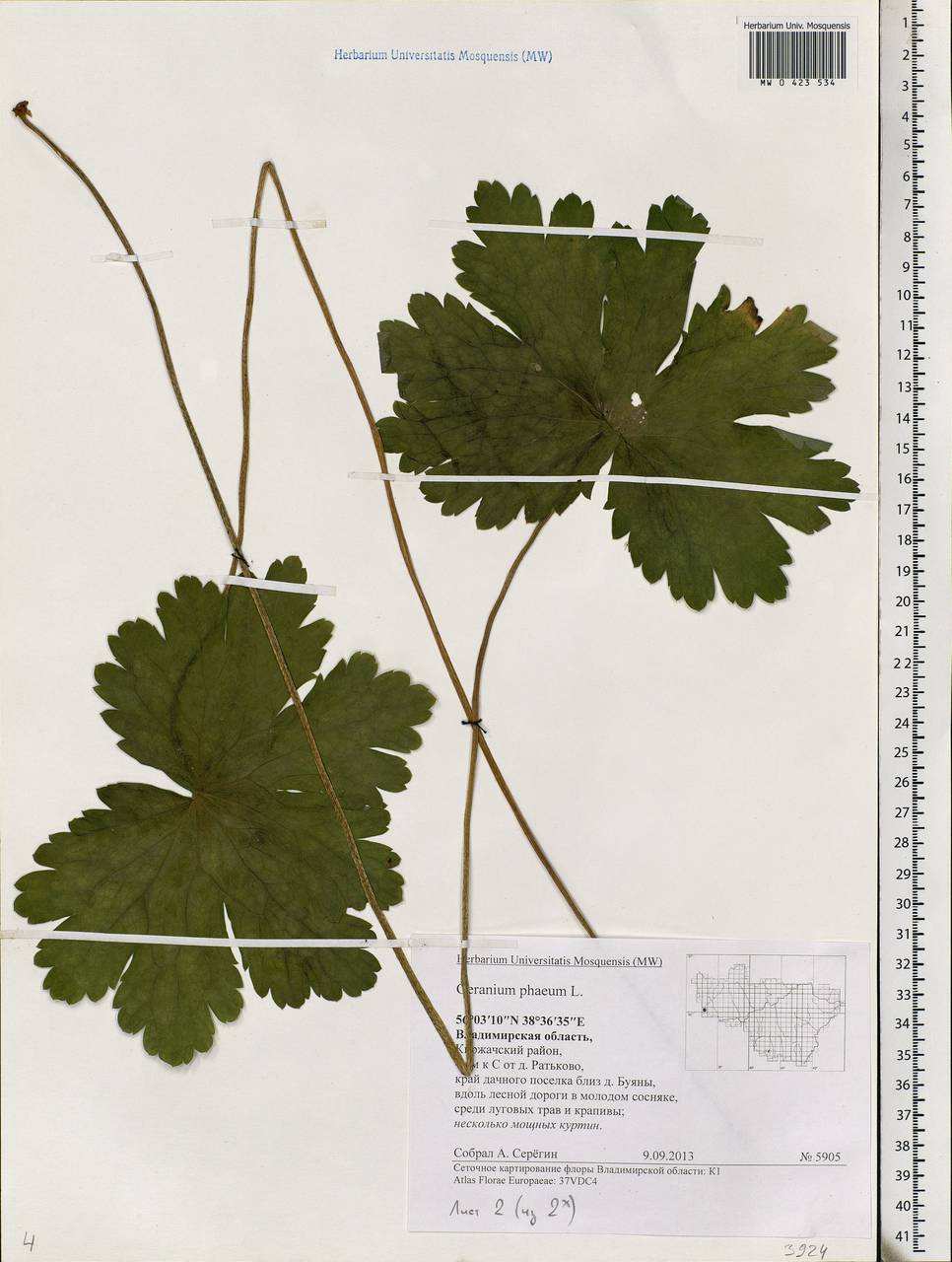 Geranium phaeum L., Eastern Europe, Central region (E4) (Russia)