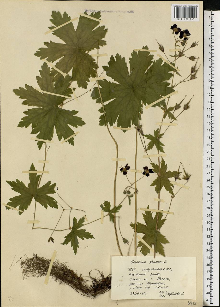 Geranium phaeum L., Eastern Europe, West Ukrainian region (E13) (Ukraine)