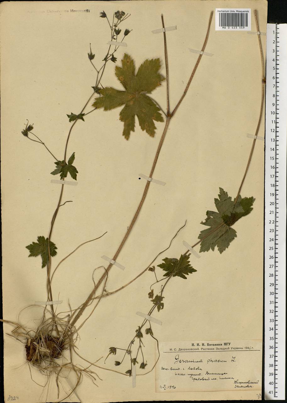 Geranium phaeum L., Eastern Europe, West Ukrainian region (E13) (Ukraine)