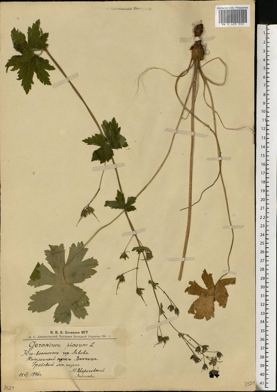 Geranium phaeum L., Eastern Europe, West Ukrainian region (E13) (Ukraine)