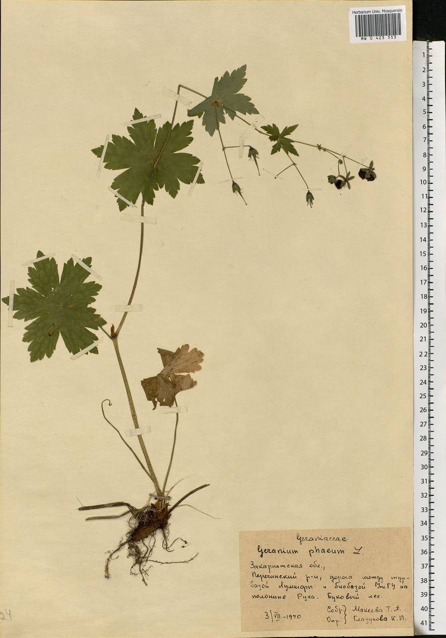 Geranium phaeum L., Eastern Europe, West Ukrainian region (E13) (Ukraine)