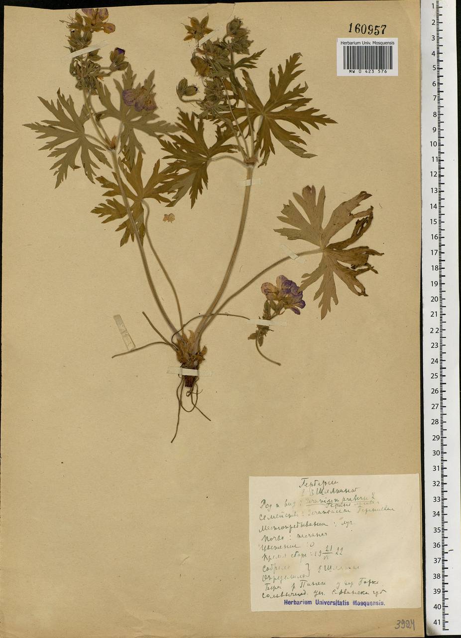 Geranium pratense L., Eastern Europe, Northern region (E1) (Russia)