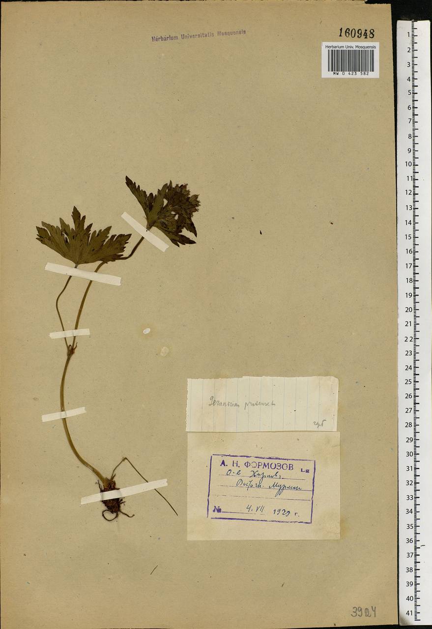 Geranium pratense L., Eastern Europe, Northern region (E1) (Russia)