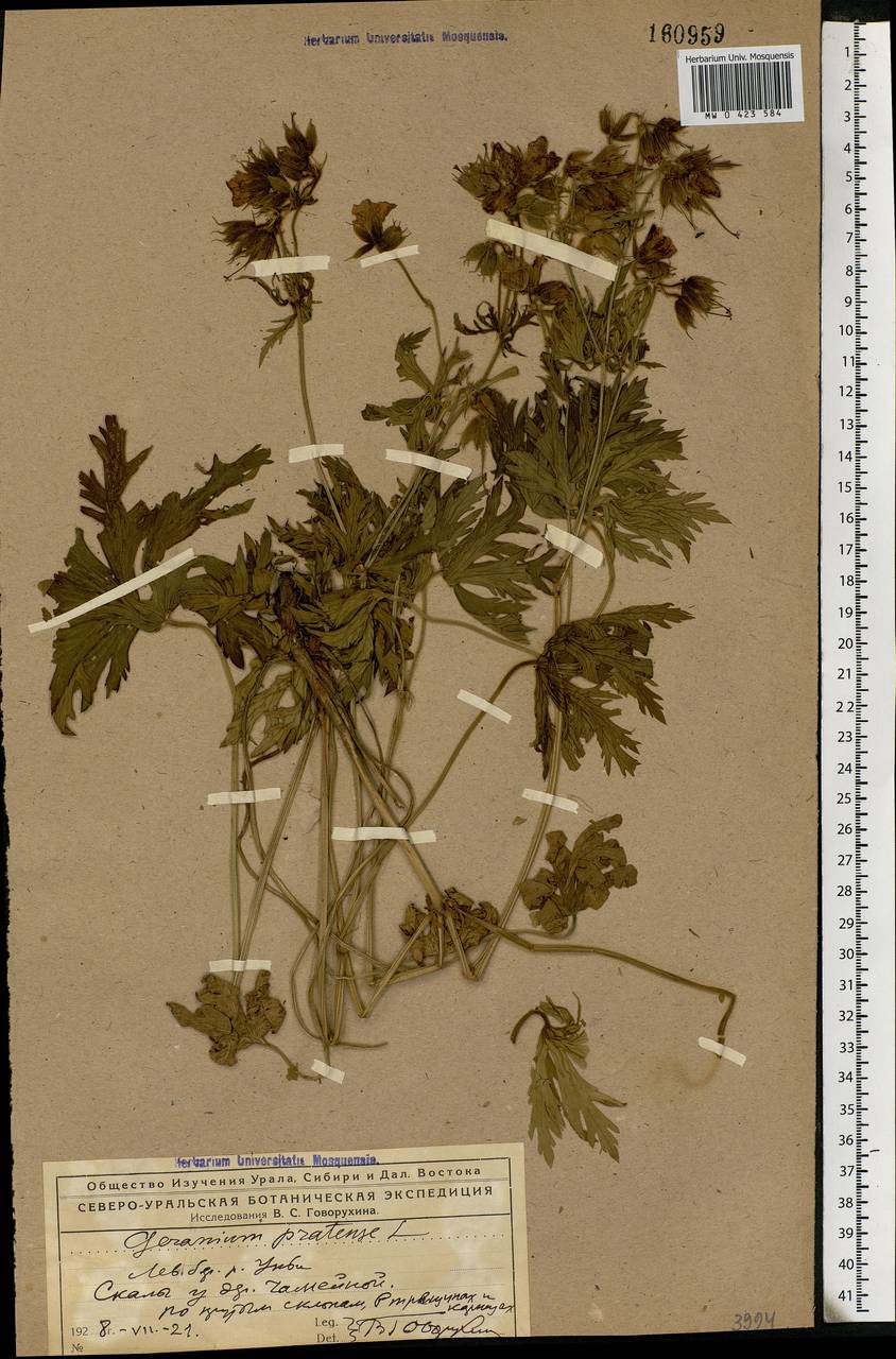 Geranium pratense L., Eastern Europe, Northern region (E1) (Russia)