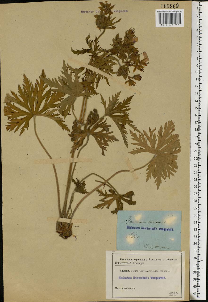 Geranium pratense L., Eastern Europe, North-Western region (E2) (Russia)