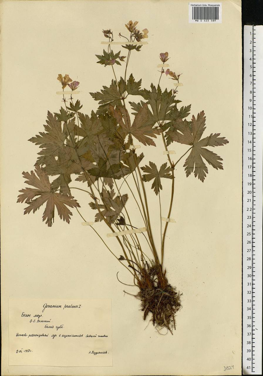 Geranium pratense L., Eastern Europe, Northern region (E1) (Russia)