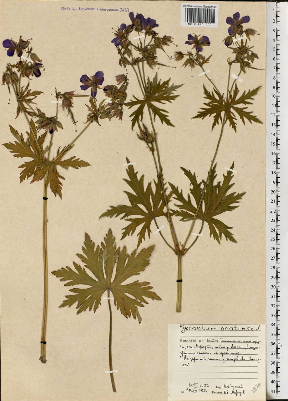 Geranium pratense L., Eastern Europe, Northern region (E1) (Russia)