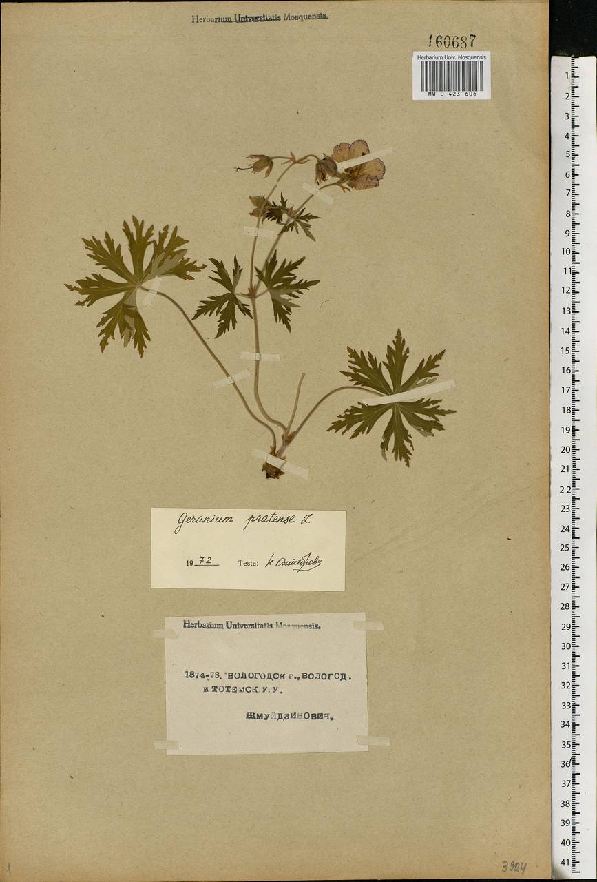 Geranium pratense L., Eastern Europe, Northern region (E1) (Russia)