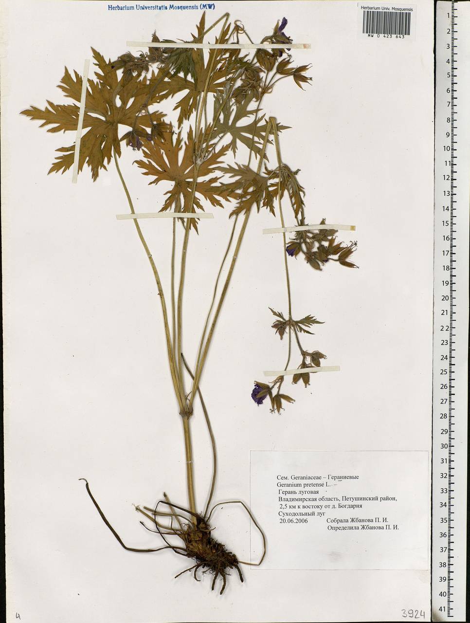 Geranium pratense L., Eastern Europe, Central region (E4) (Russia)