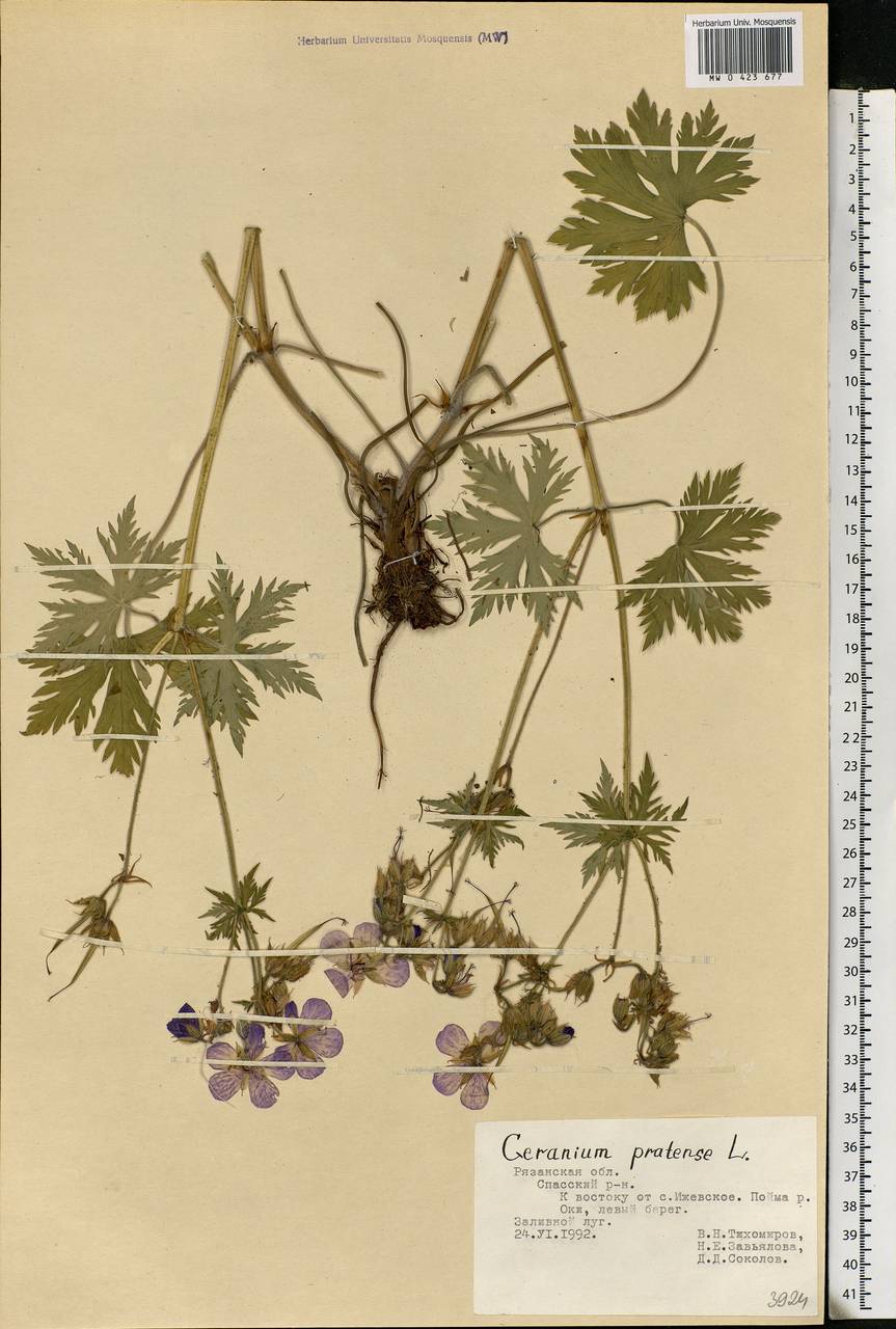 Geranium pratense L., Eastern Europe, Central region (E4) (Russia)