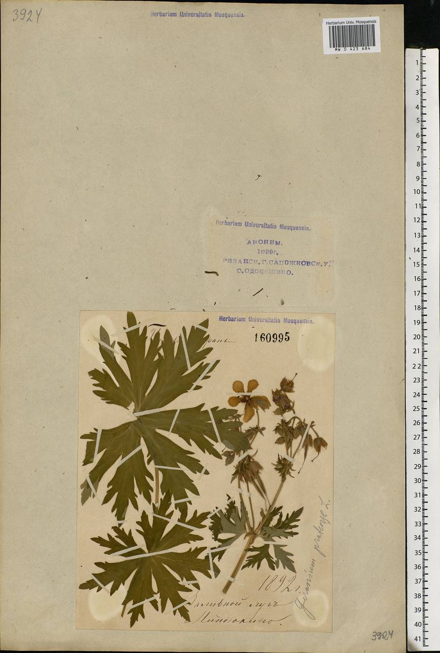 Geranium pratense L., Eastern Europe, Central region (E4) (Russia)