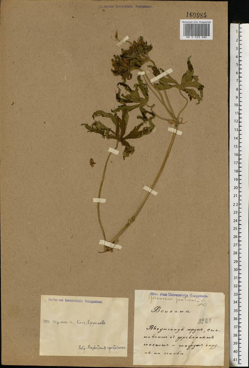 Geranium pratense L., Eastern Europe, Central region (E4) (Russia)