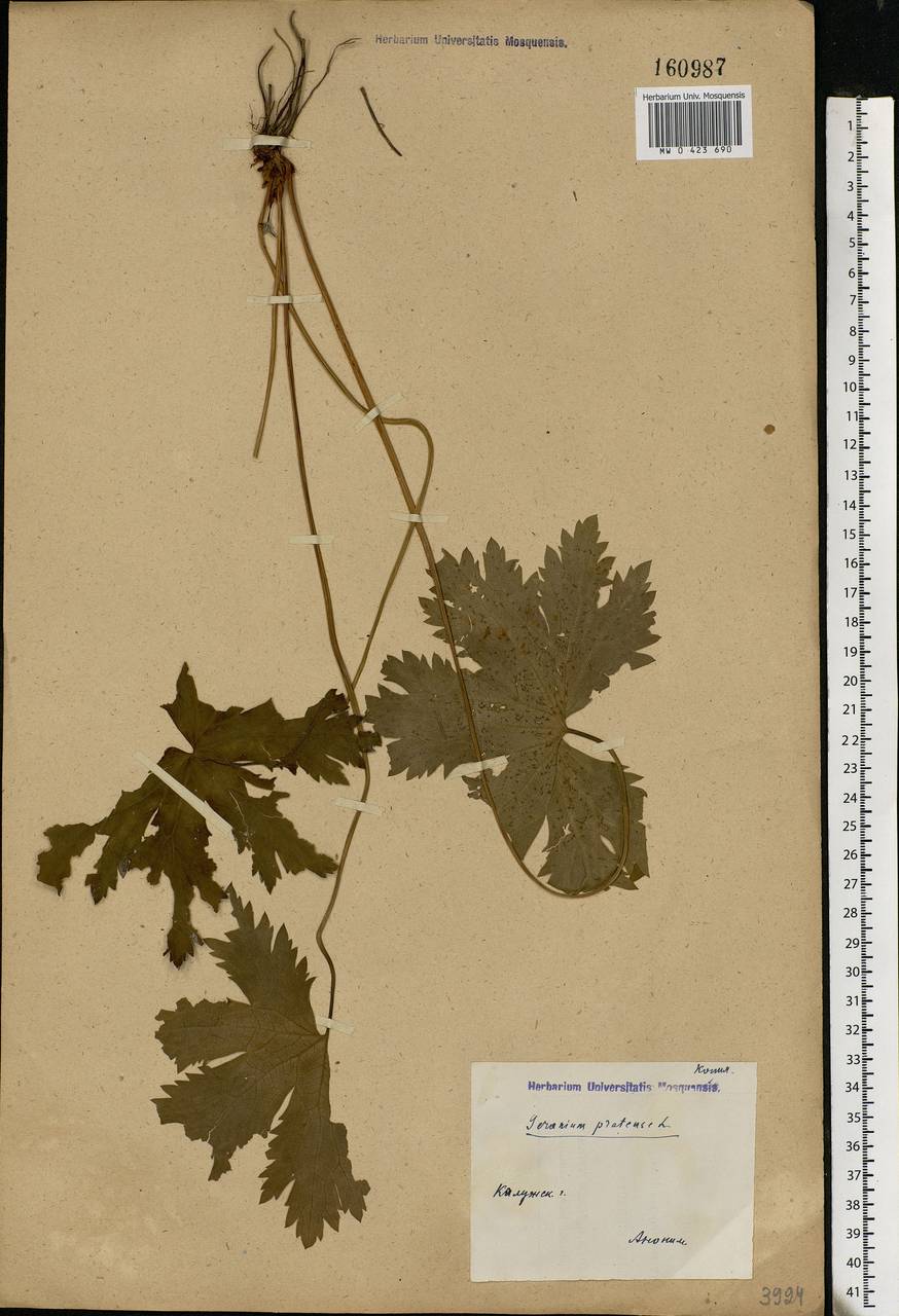 Geranium pratense L., Eastern Europe, Central region (E4) (Russia)