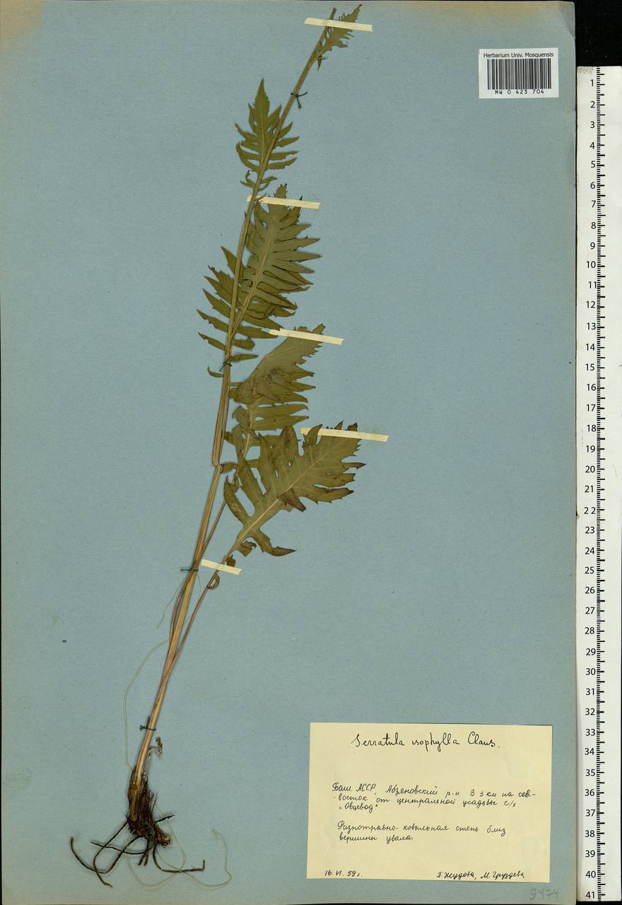 Klasea radiata subsp. gmelinii (Tausch) L. Martins, Eastern Europe, Eastern region (E10) (Russia)