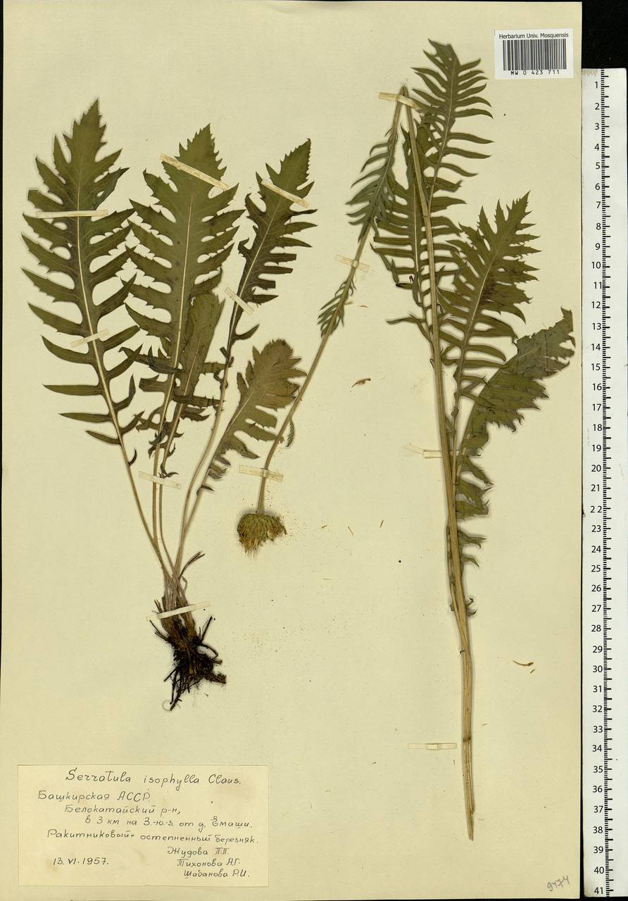 Klasea radiata subsp. gmelinii (Tausch) L. Martins, Eastern Europe, Eastern region (E10) (Russia)