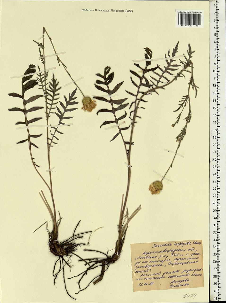 Klasea radiata subsp. gmelinii (Tausch) L. Martins, Eastern Europe, North Ukrainian region (E11) (Ukraine)