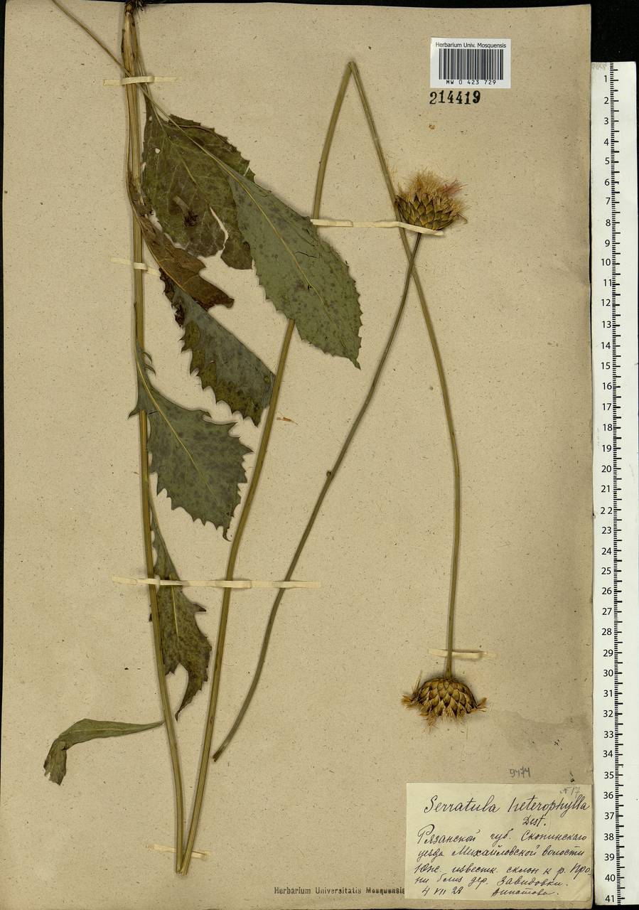 Klasea lycopifolia (Vill.) Á. Löve & D. Löve, Eastern Europe, Central region (E4) (Russia)