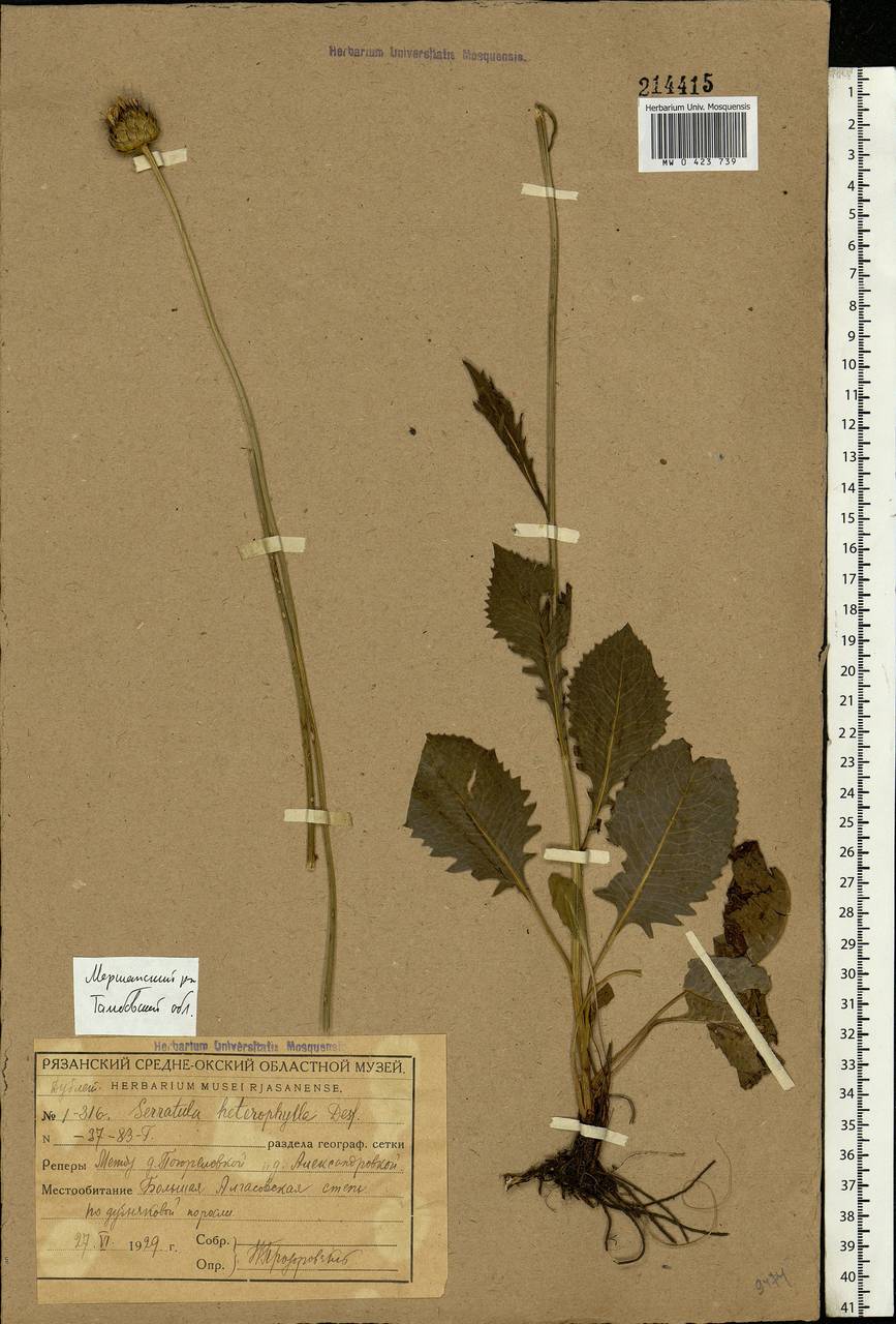 Klasea lycopifolia (Vill.) Á. Löve & D. Löve, Eastern Europe, Central forest-and-steppe region (E6) (Russia)