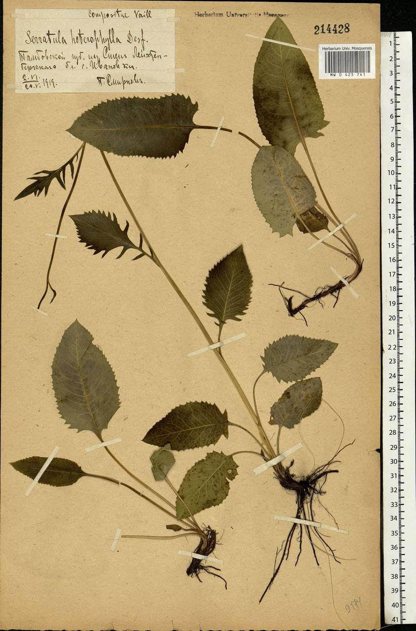 Klasea lycopifolia (Vill.) Á. Löve & D. Löve, Eastern Europe, Central forest-and-steppe region (E6) (Russia)