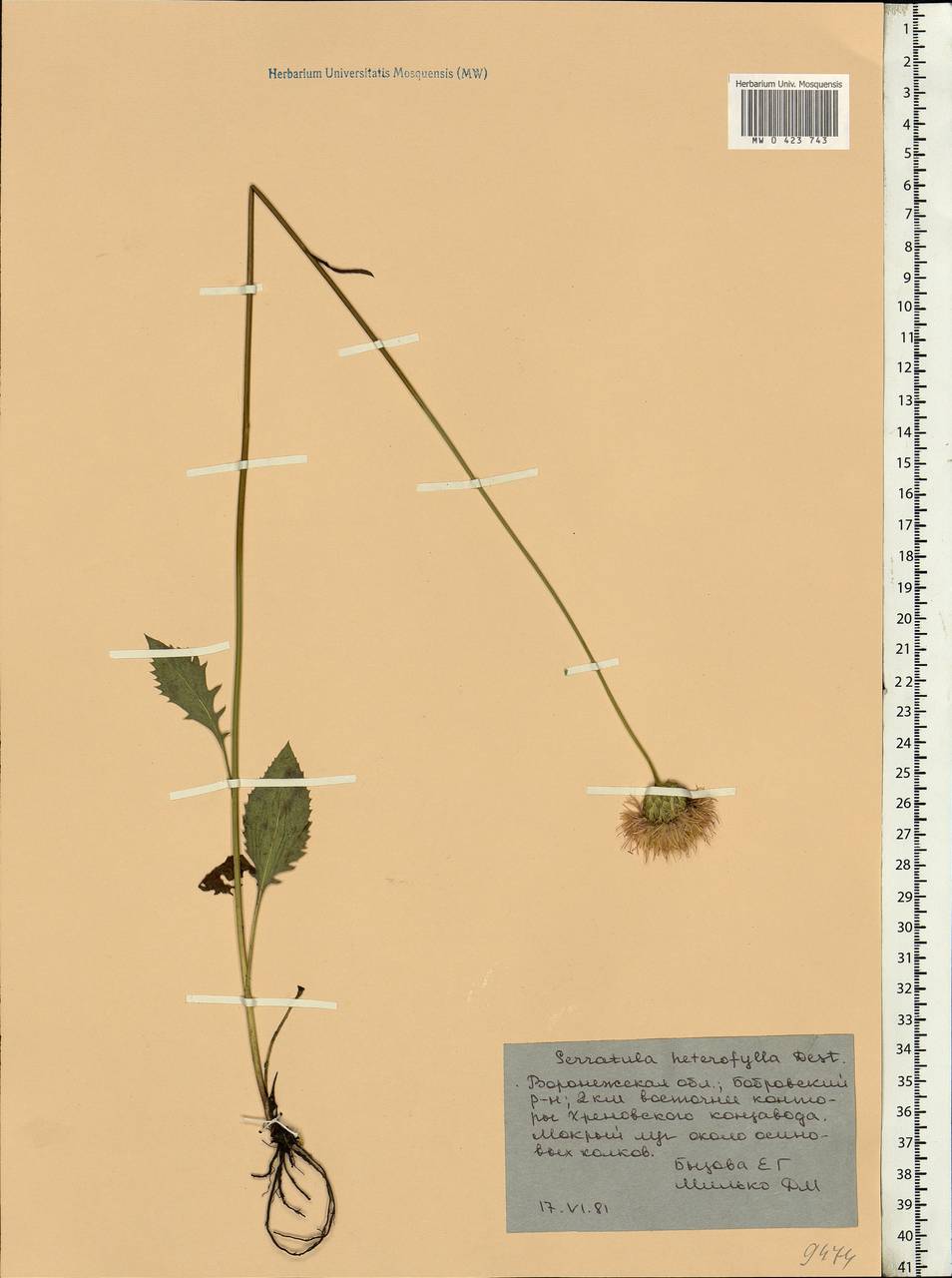 Klasea lycopifolia (Vill.) Á. Löve & D. Löve, Eastern Europe, Central forest-and-steppe region (E6) (Russia)