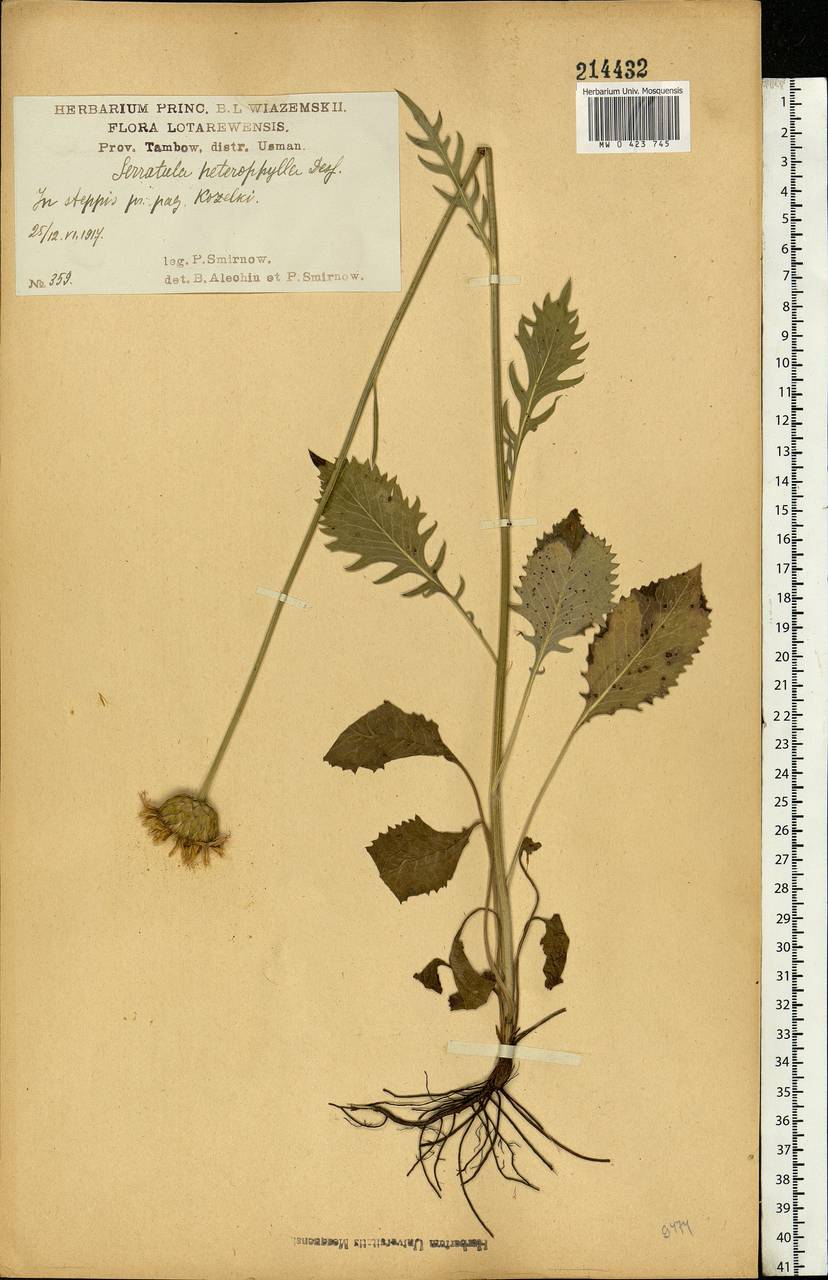 Klasea lycopifolia (Vill.) Á. Löve & D. Löve, Eastern Europe, Central forest-and-steppe region (E6) (Russia)