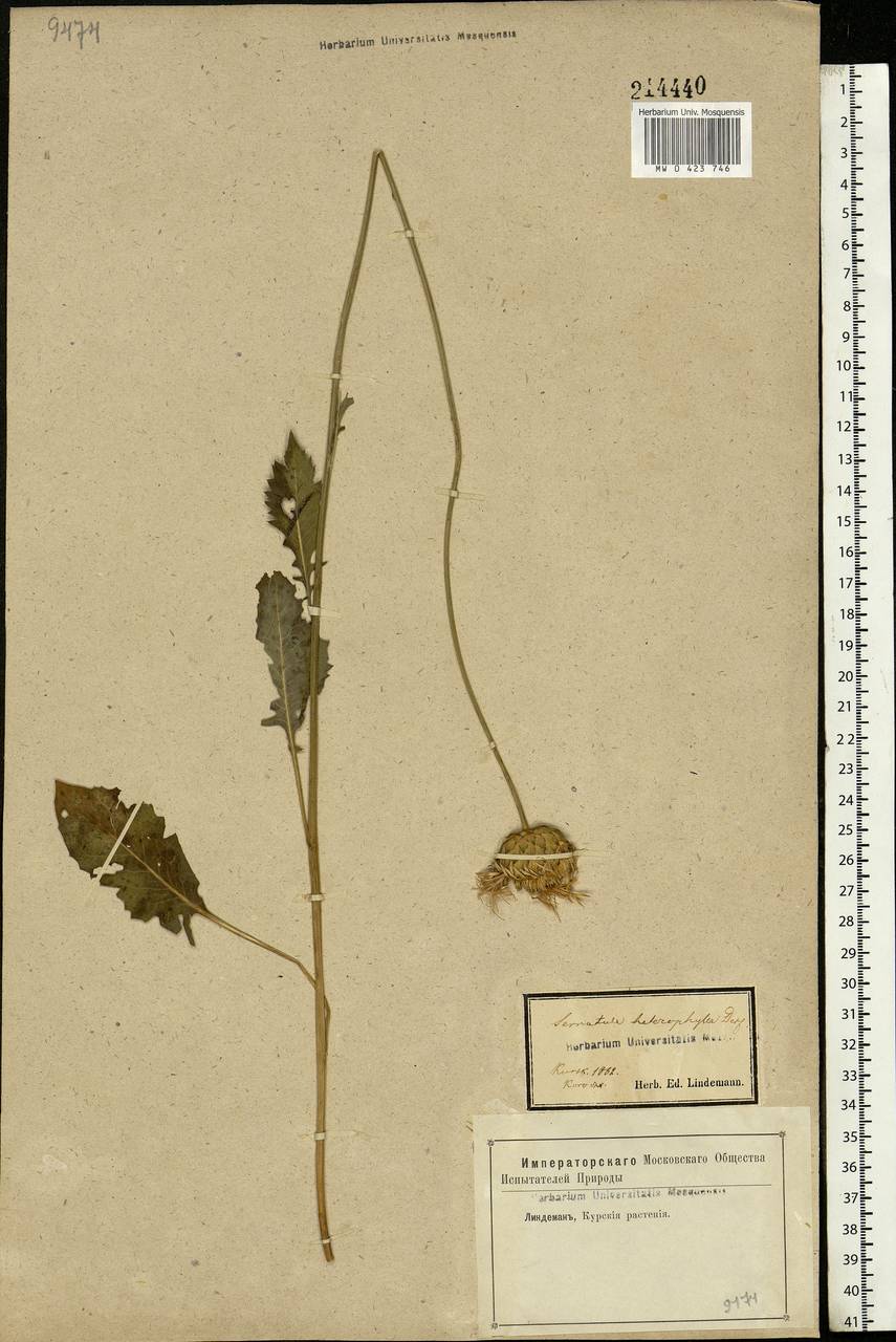Klasea lycopifolia (Vill.) Á. Löve & D. Löve, Eastern Europe, Central forest-and-steppe region (E6) (Russia)