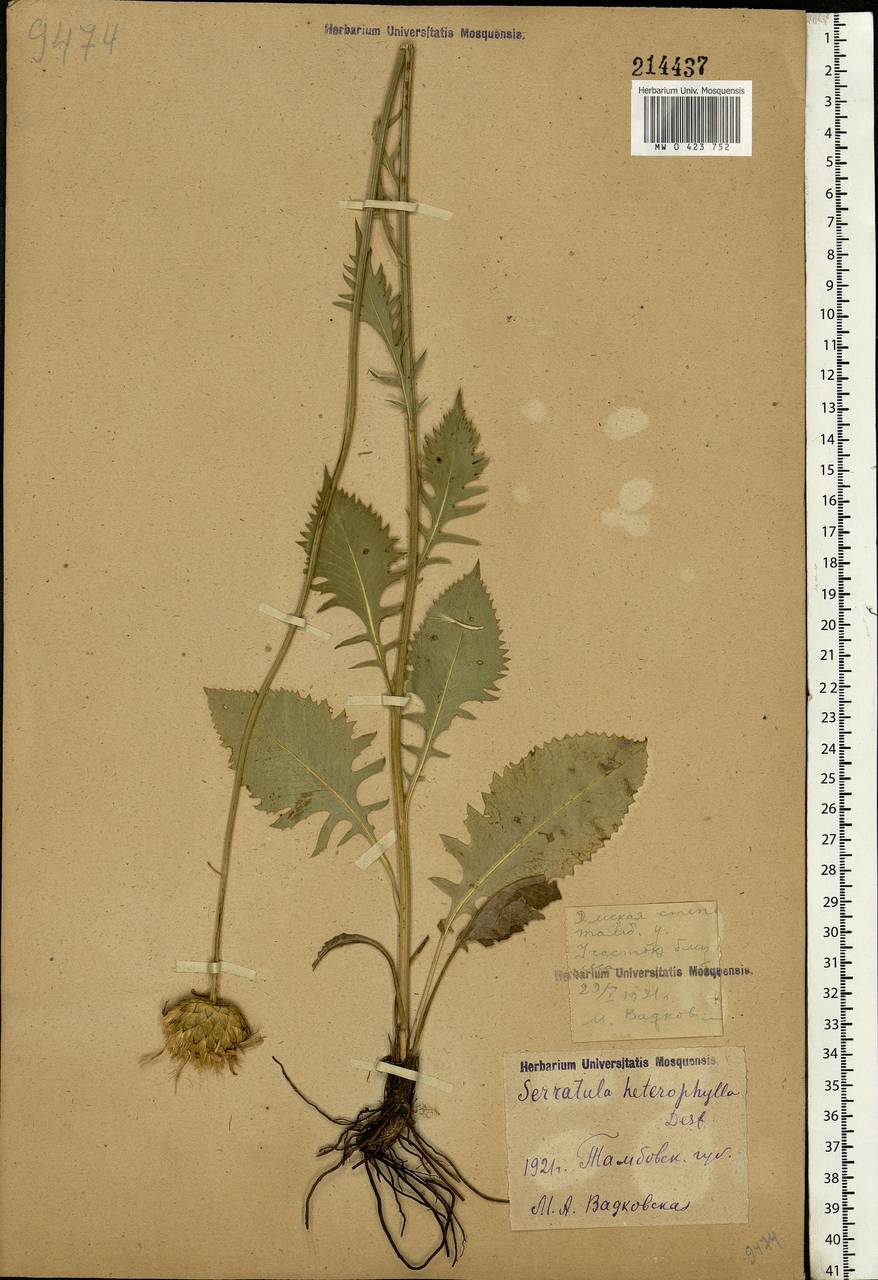 Klasea lycopifolia (Vill.) Á. Löve & D. Löve, Eastern Europe, Central forest-and-steppe region (E6) (Russia)