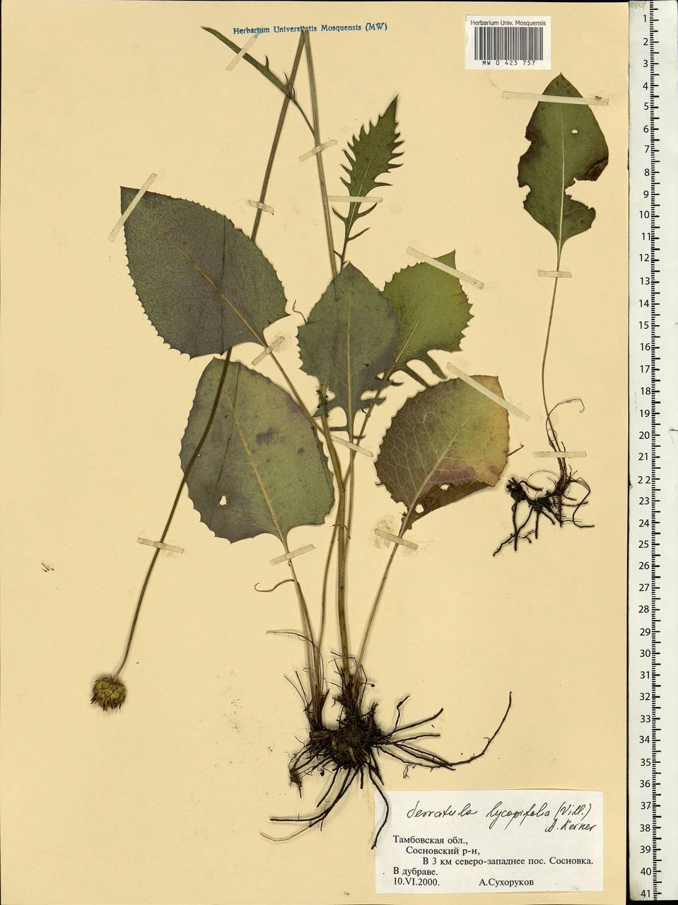 Klasea lycopifolia (Vill.) Á. Löve & D. Löve, Eastern Europe, Central forest-and-steppe region (E6) (Russia)