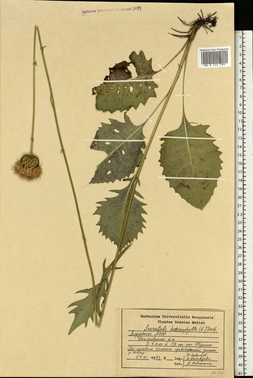 Klasea lycopifolia (Vill.) Á. Löve & D. Löve, Eastern Europe, Middle Volga region (E8) (Russia)