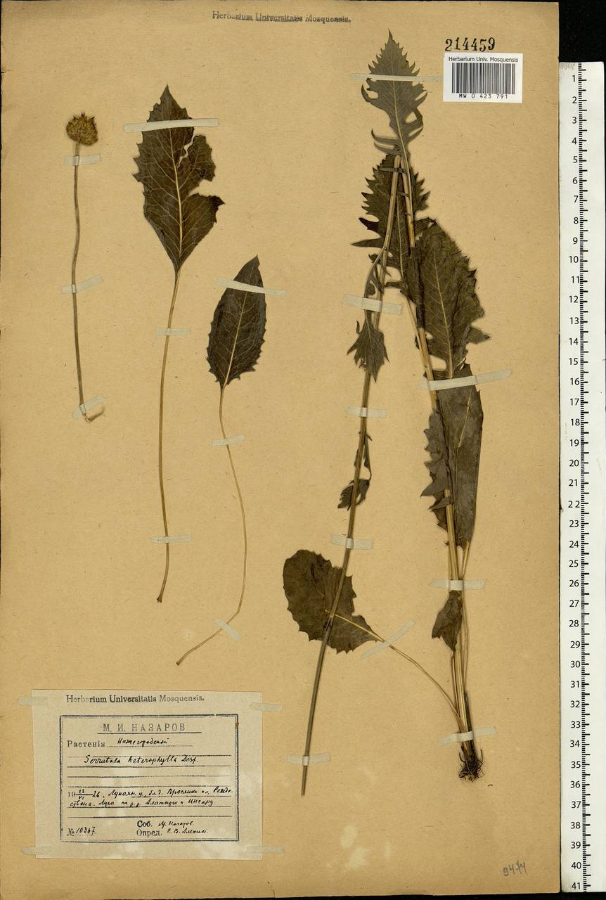 Klasea lycopifolia (Vill.) Á. Löve & D. Löve, Eastern Europe, Middle Volga region (E8) (Russia)