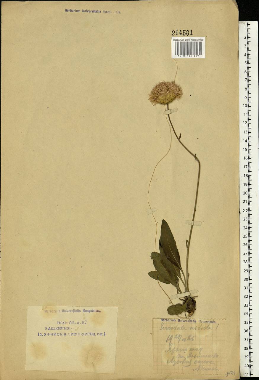 Klasea cardunculus (Pall.) Holub, Eastern Europe, Eastern region (E10) (Russia)