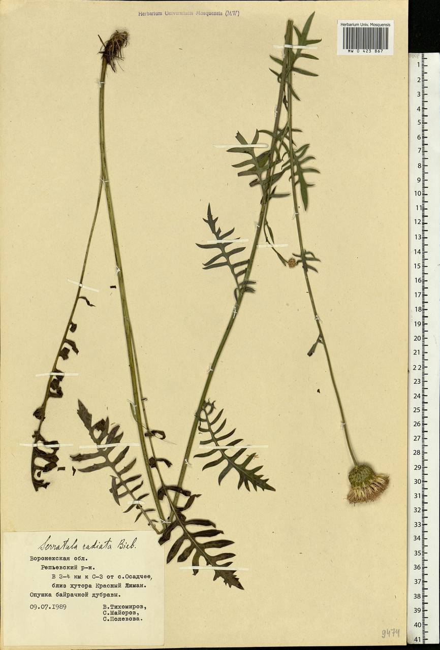 Klasea radiata subsp. radiata, Eastern Europe, Central forest-and-steppe region (E6) (Russia)