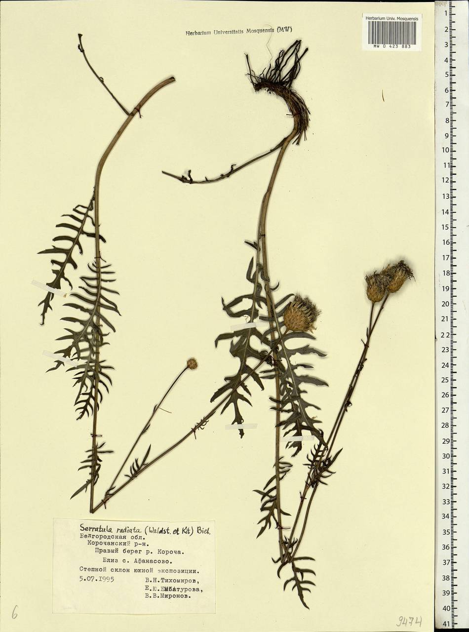 Klasea radiata subsp. radiata, Eastern Europe, Central forest-and-steppe region (E6) (Russia)