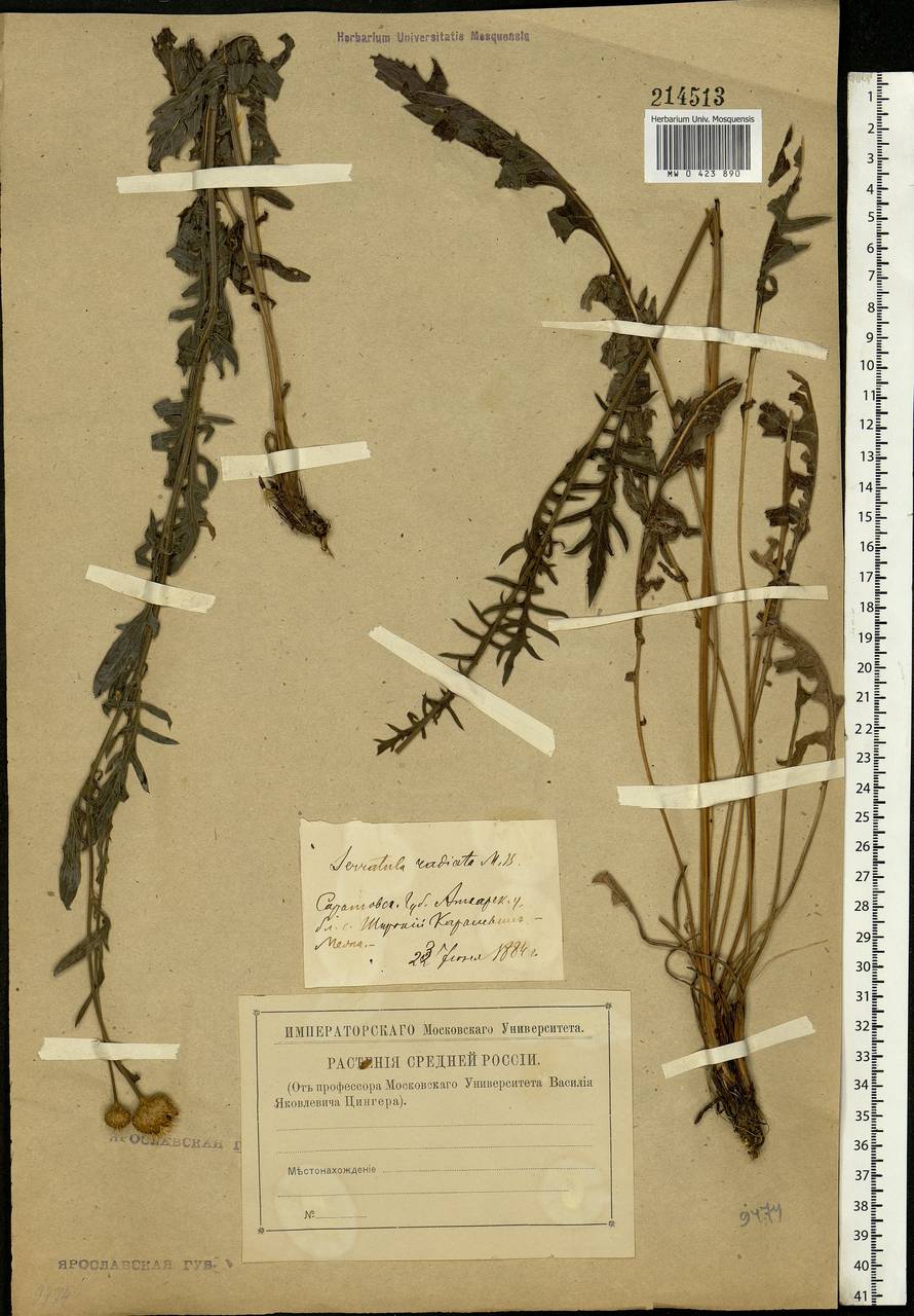 Klasea radiata subsp. radiata, Eastern Europe, Lower Volga region (E9) (Russia)