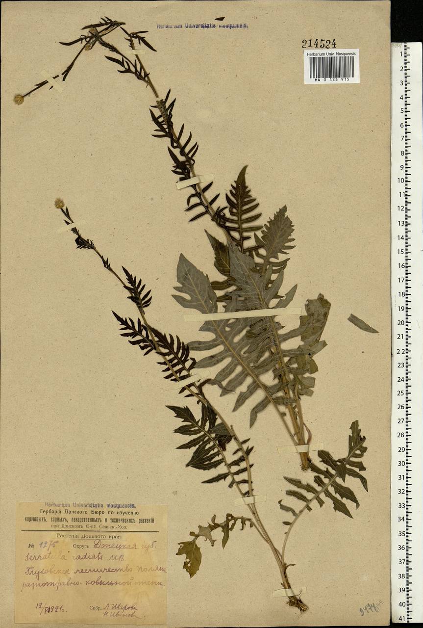 Klasea radiata subsp. radiata, Eastern Europe, South Ukrainian region (E12) (Ukraine)