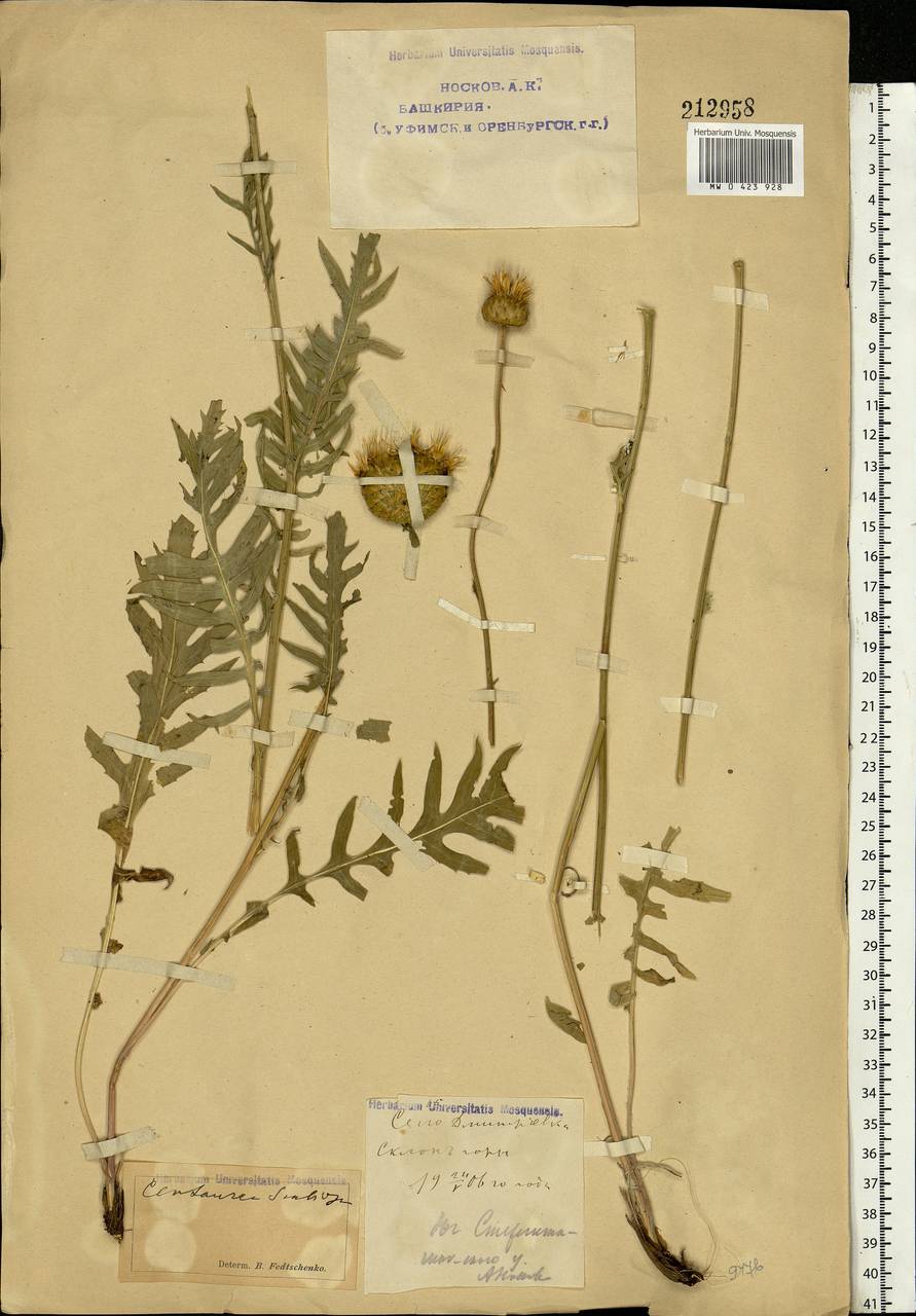 Klasea radiata subsp. tanaitica (P. A. Smirn.) L. Martins, Eastern Europe, Eastern region (E10) (Russia)