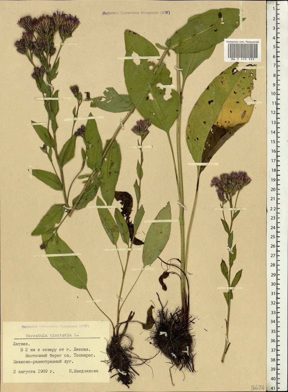 Serratula tinctoria L., Eastern Europe, Latvia (E2b) (Latvia)