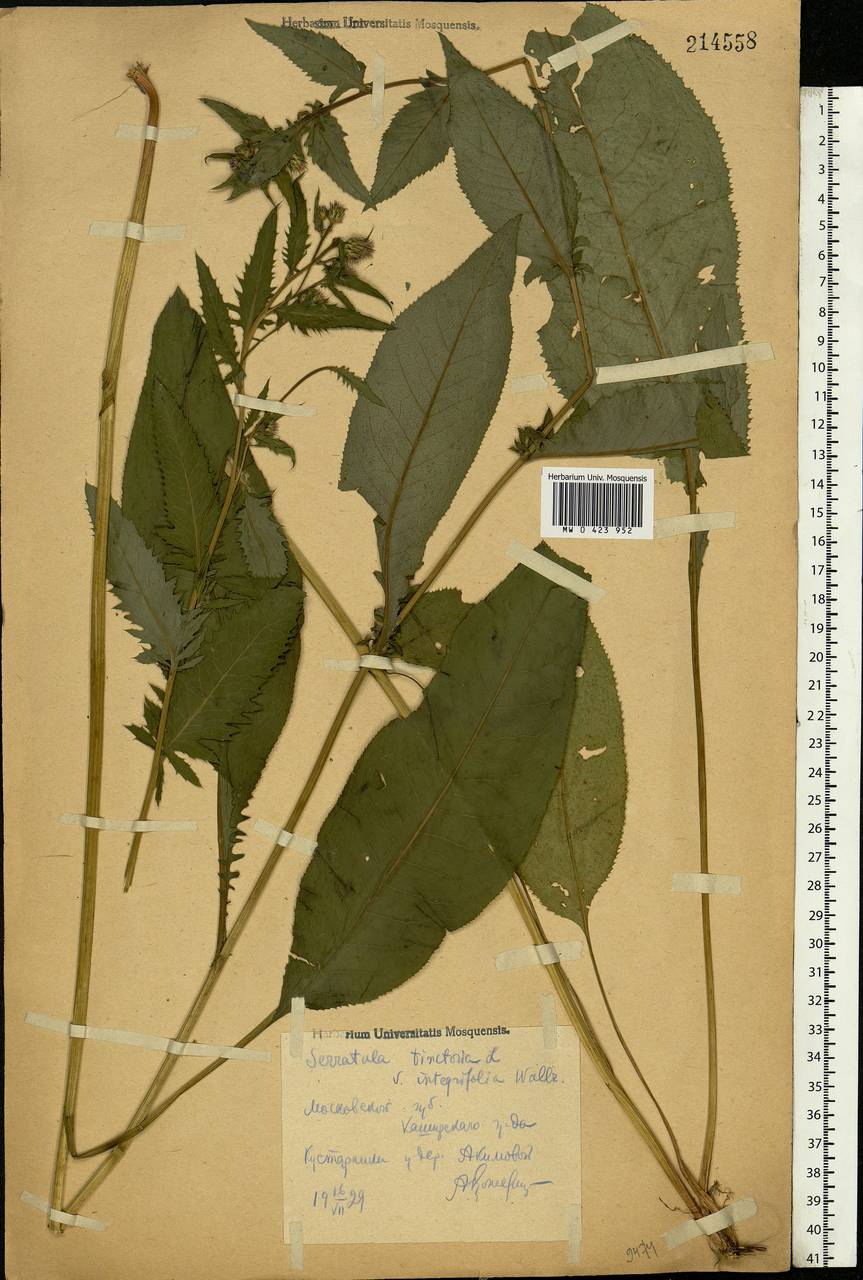 Serratula tinctoria L., Eastern Europe, Central region (E4) (Russia)