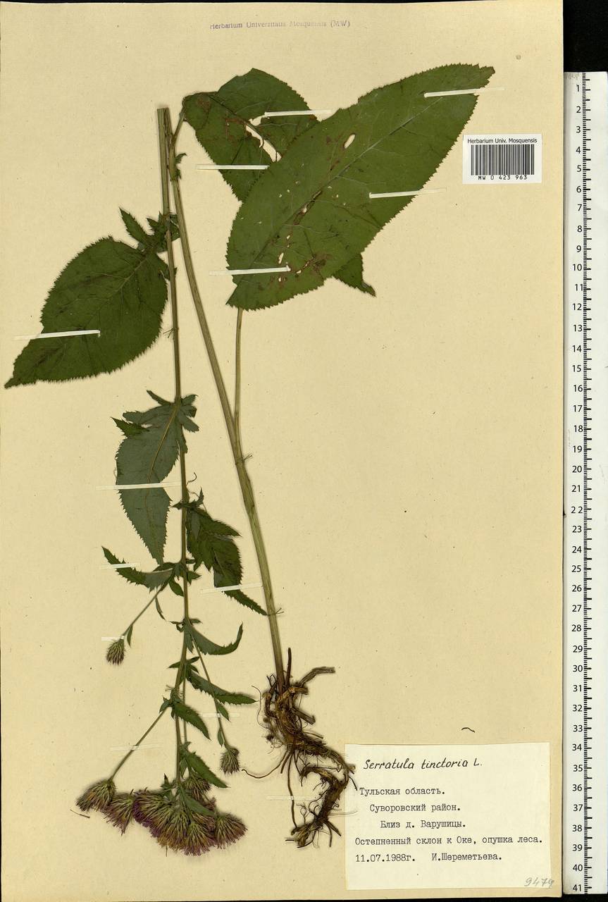 Serratula tinctoria L., Eastern Europe, Central region (E4) (Russia)