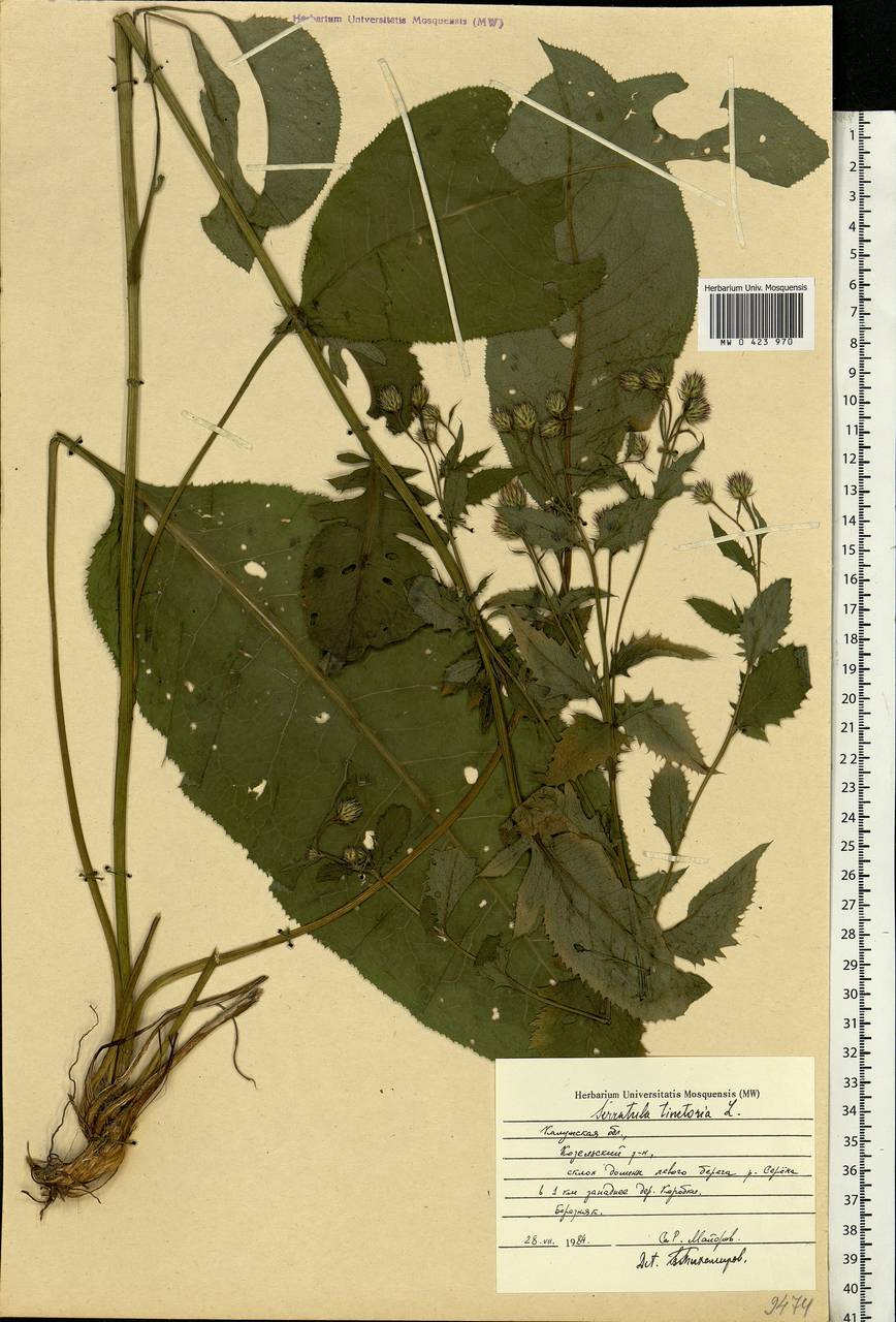 Serratula tinctoria L., Eastern Europe, Central region (E4) (Russia)