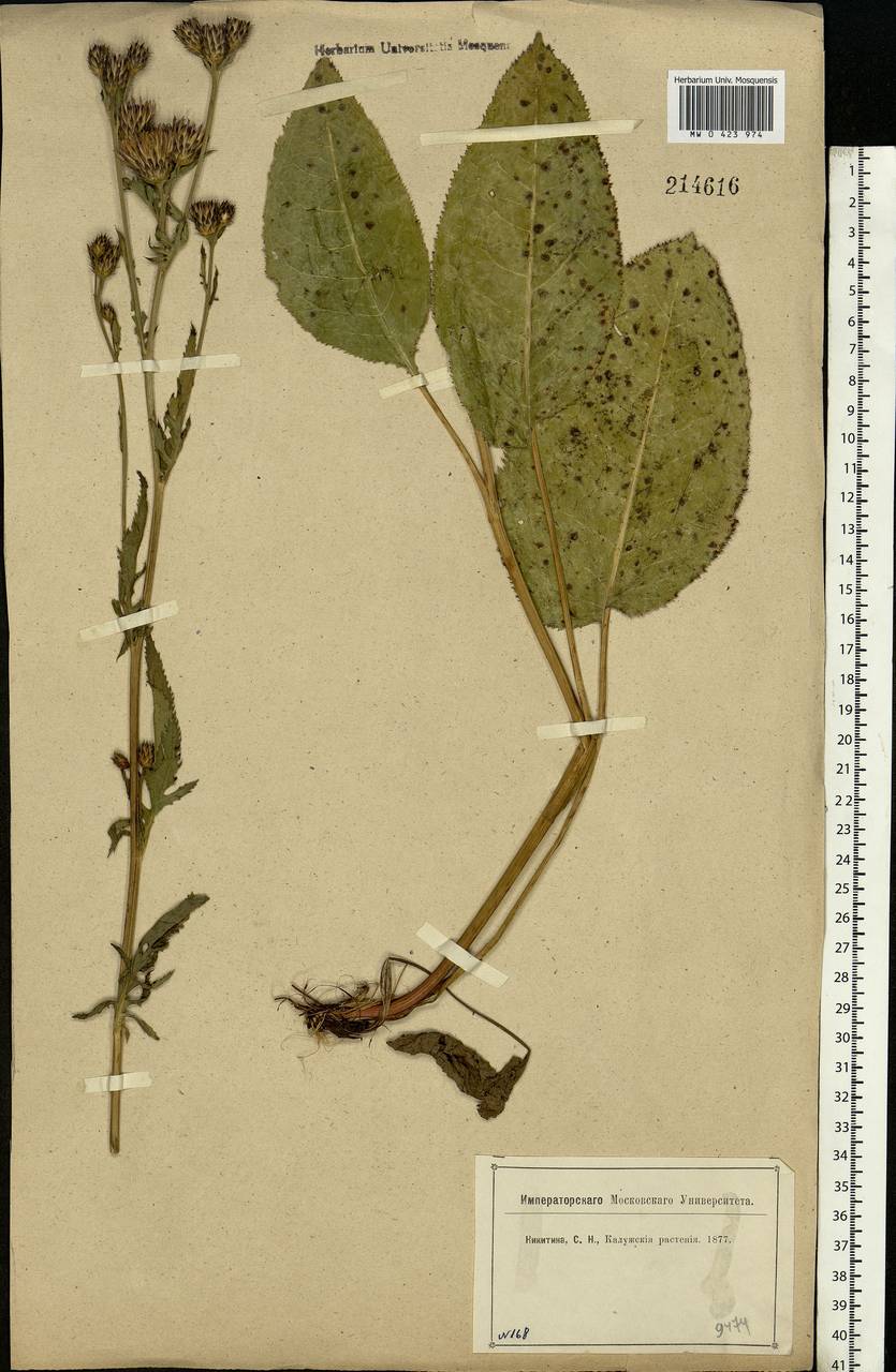 Serratula tinctoria L., Eastern Europe, Central region (E4) (Russia)