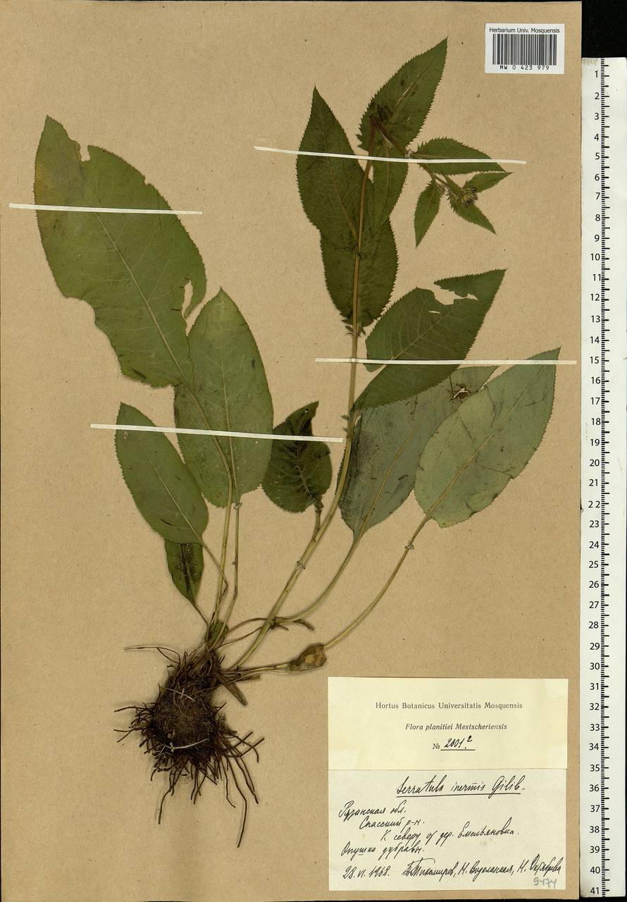 Serratula tinctoria L., Eastern Europe, Central region (E4) (Russia)