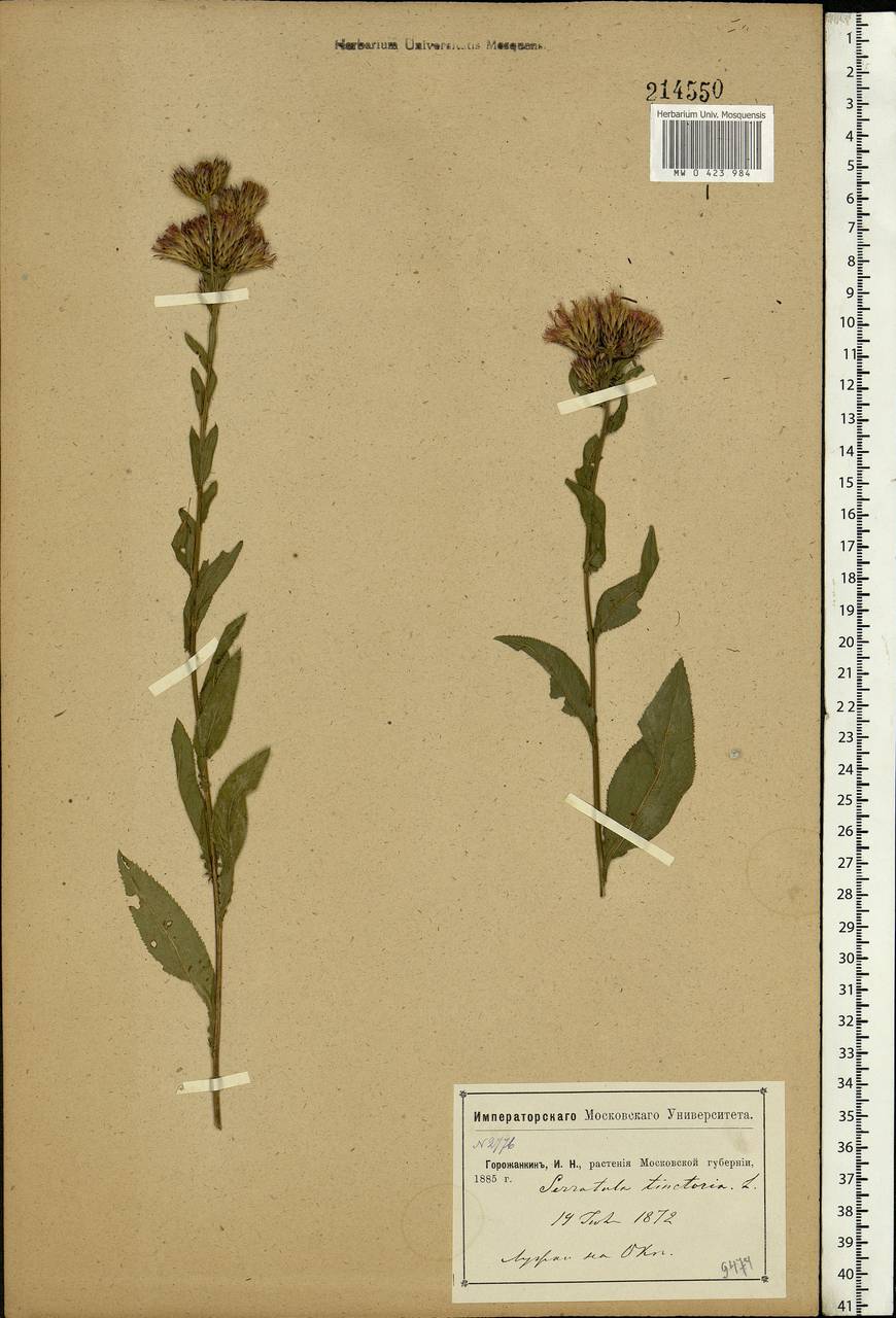 Serratula tinctoria L., Eastern Europe, Moscow region (E4a) (Russia)