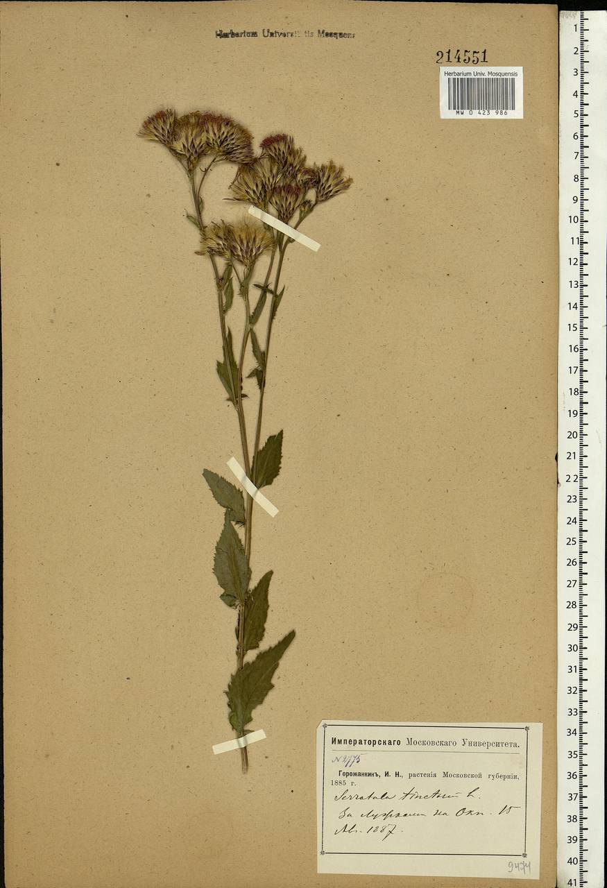 Serratula tinctoria L., Eastern Europe, Moscow region (E4a) (Russia)
