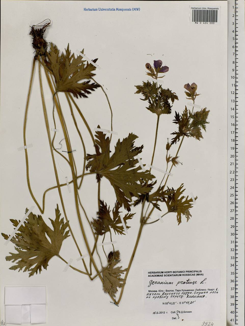 Geranium pratense L., Eastern Europe, Moscow region (E4a) (Russia)