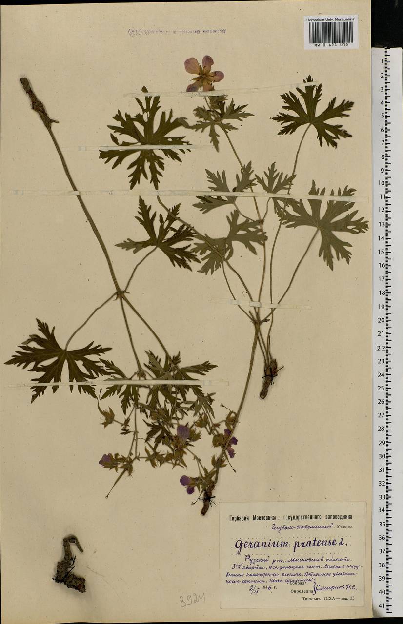 Geranium pratense L., Eastern Europe, Moscow region (E4a) (Russia)